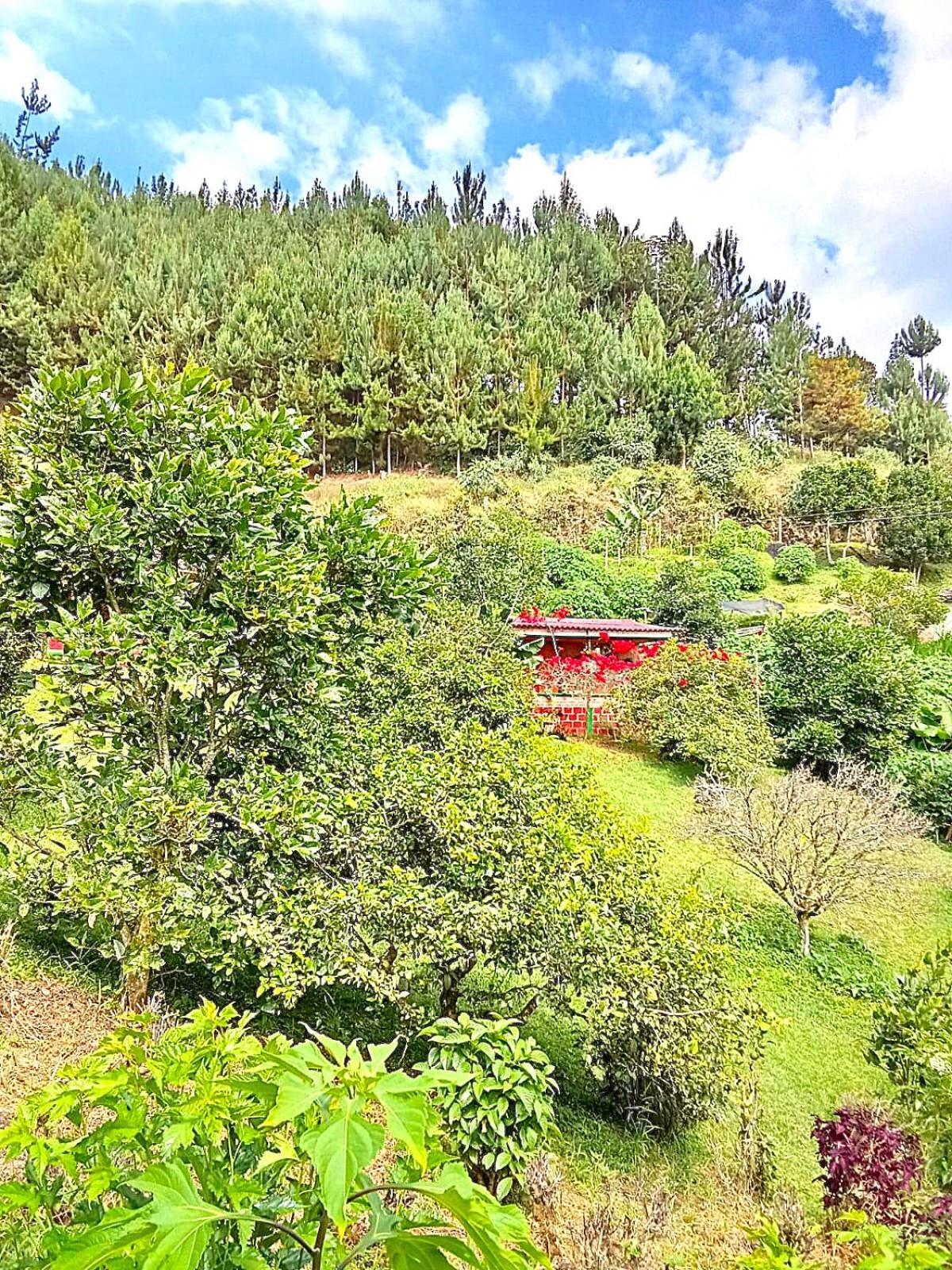 Tesorito House En Montanas Del Quindio Holiday home