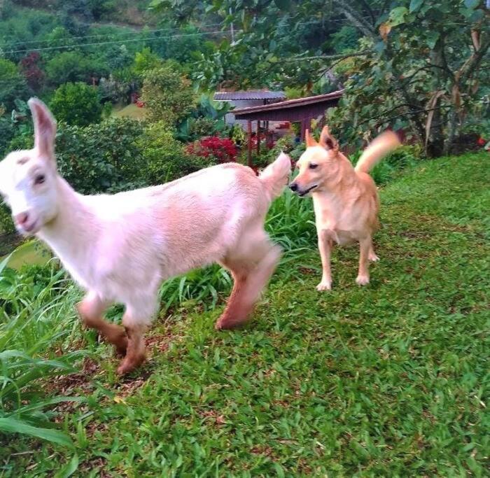Tesorito House En Montanas Del Quindio