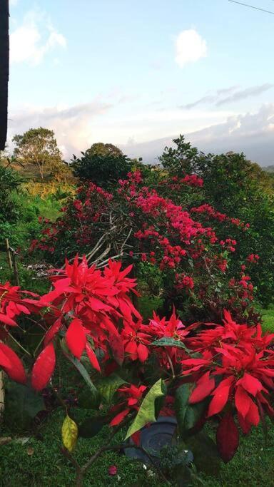 Holiday home Tesorito House En Montanas Del Quindio