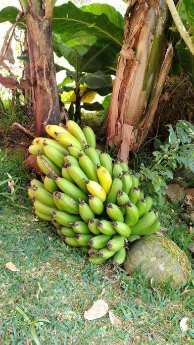 Tesorito House En Montanas Del Quindio Filandia