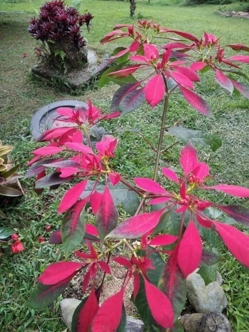 Tesorito House En Montanas Del Quindio Holiday home